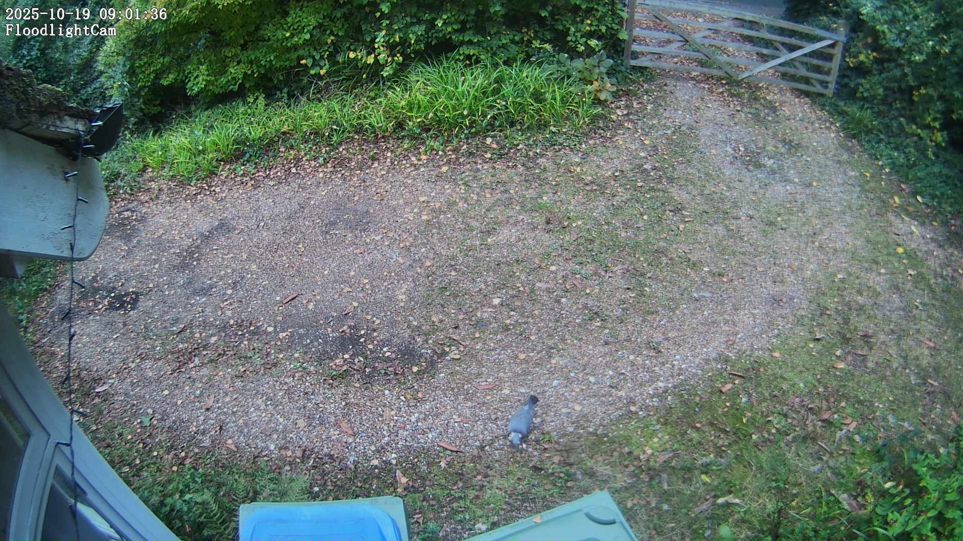 DaddyCam image:2093 DaddyCam image:2093